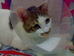 20070603706