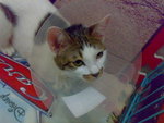 20070603708