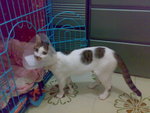 20070603715