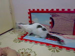 20070603719
