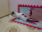 20070603720