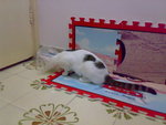 20070603721