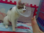 20070603727