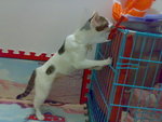 20070603733