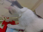 20070603735