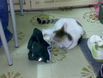 20070712949
