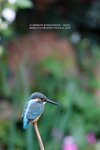 IMG_0103wn