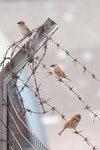 IMG_425601