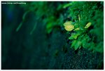 IMG_0610-web