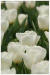DSC00021-web