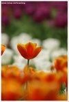 DSC00024-web