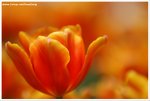 DSC00025-web