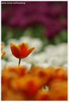 DSC00032-web