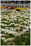 DSC00053-web