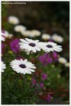 DSC00057-web