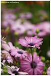 DSC00058-web