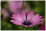 DSC00085-web