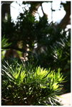 IMG_edit_00279