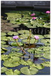 IMG_edit_00322