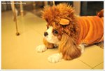 DSC_1330-edit-web