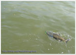 IMG_0833 copy