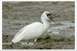 IMG_0438