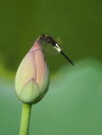 DSC04200