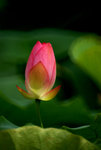DSC05231