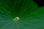 IMG_5160_1
