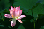 IMG_5184_1