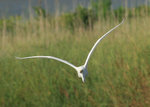 IMG_7089_1