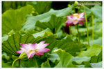 EXP00039-2 copy