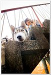 opt (14)