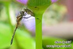 135_3542a