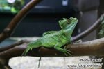 IMG_0563f