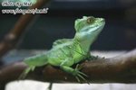 IMG_0572w