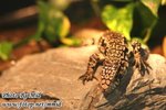 IMG_7955n