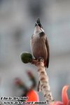 IMG_9563m