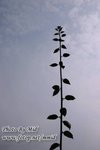 105_0562_r1