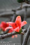 IMG_4367m