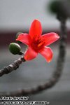 IMG_4402n