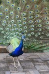 _MG_2275a