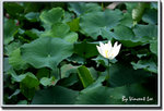 05hkparklotus01