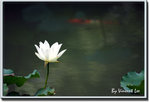 05hkparklotus02