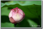 05hkparklotus04