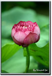 05hkparklotus05