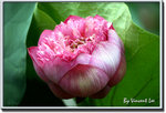 05hkparklotus06