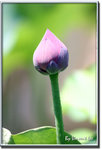 05hkparklotus08