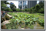 05hkparklotus09