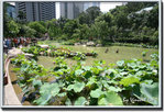 05hkparklotus10